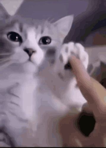 a close up of a cat 's paw being touched by a person 's finger .