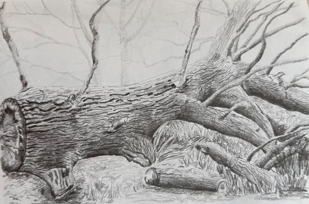 A detailed pen drawing of a fallen tree in the woods.