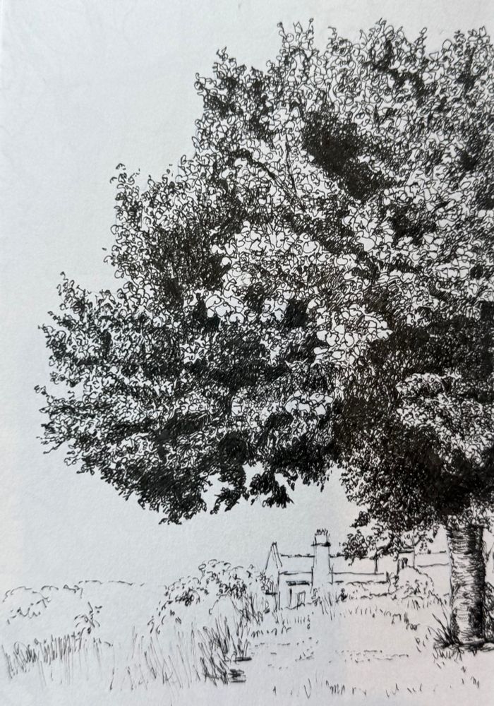 A detailed ink pen drawing of the left half of a large tree, possibly a Lime.