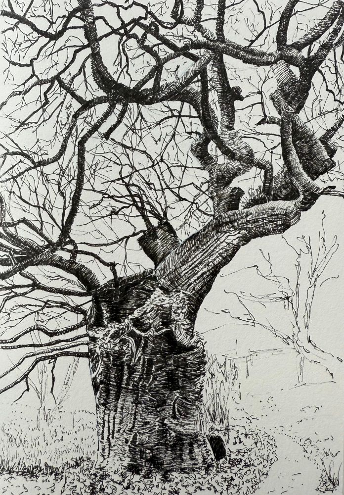 Ink pen detailed drawing of an ancient oak tree.