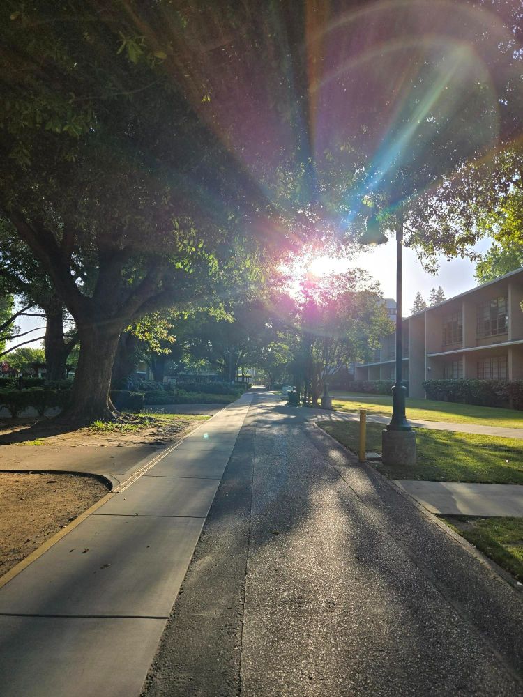 A tree-lined pathway on a sunny day, with sunlight streaming through the leaves, creating a lens flare effect at the Sac State campus. The path is flanked by a sidewalk, grass, and buildings on the right. Shadows from the trees stretch across the walkway, and a lamppost stands near the center of the image.