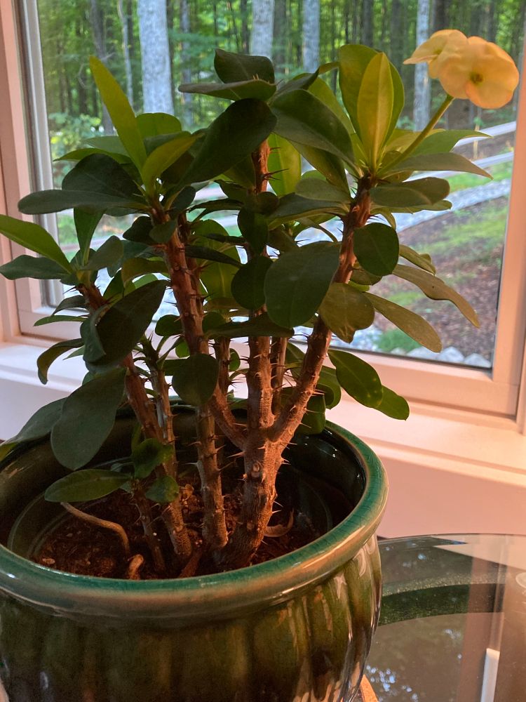 Green succulent potted plant with many thorns on the stems and one yellow flower. 