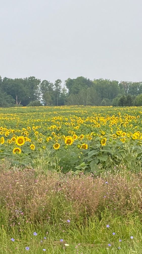 A field of yellow flowers with heads turned in different directions. The sky is hazy and gray due to wildfires. 