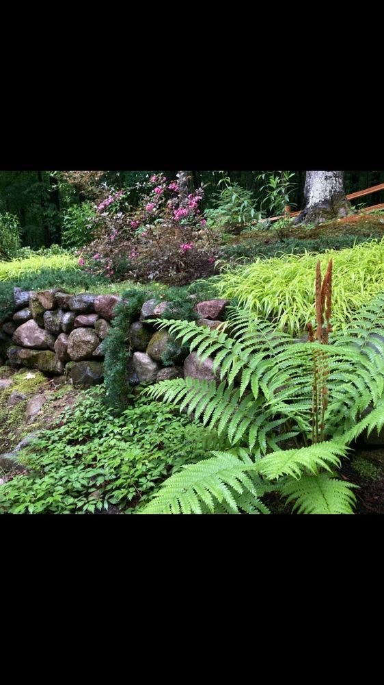 My shade garden with layers of stone and perennial plants. 