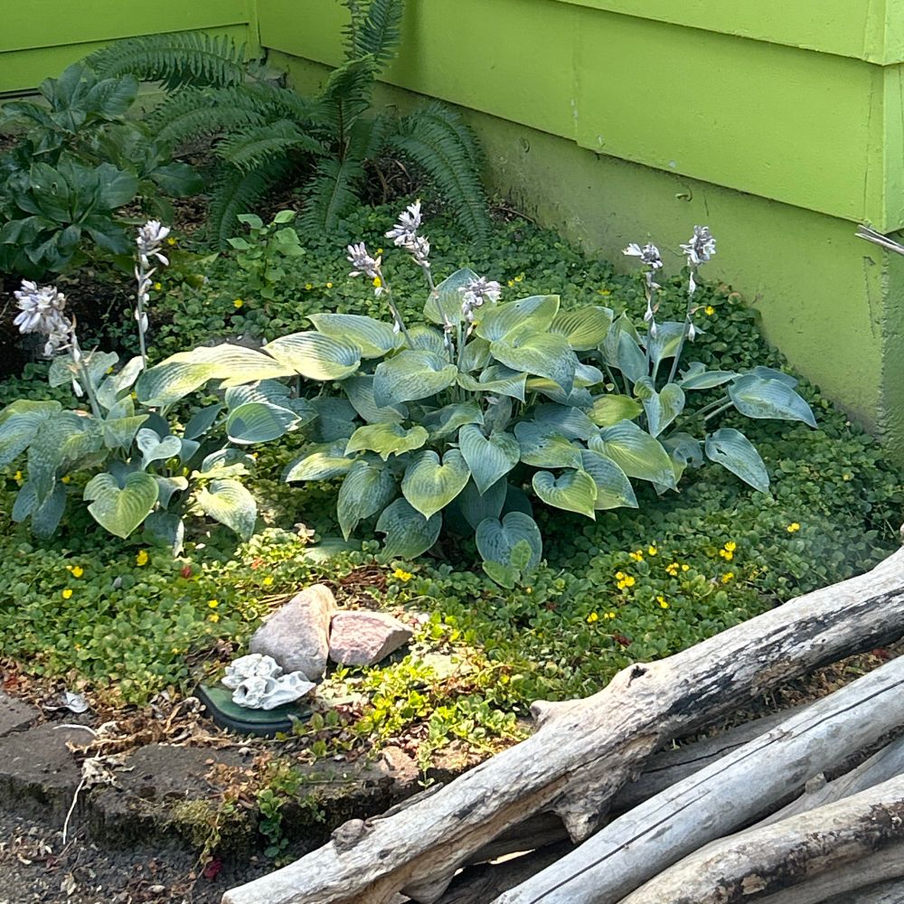3 hostas in a small garden bed with ferns in the background and creeping Jenny all over the ground and stones, with driftwood in the foreground 