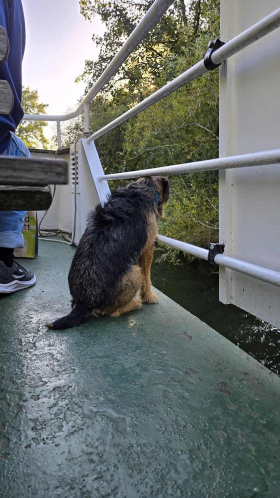 Border Terrier guarding from boat on Bath River.