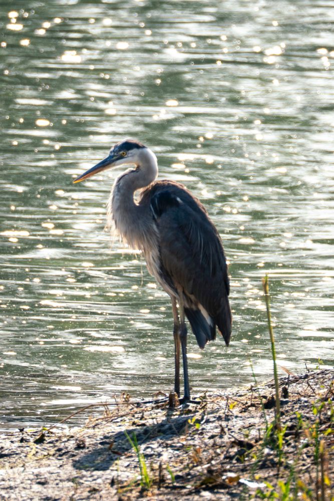 Great blue heron