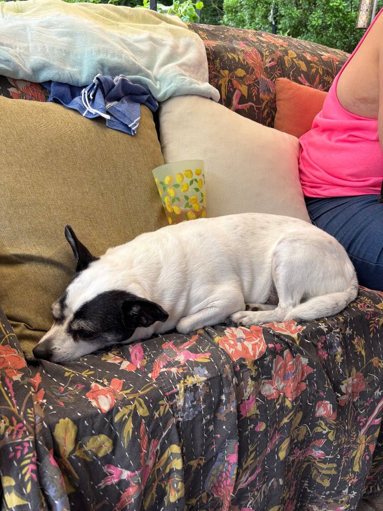 a black and white dog is napping outside on a couch. placed on top of him is a plastic cup 1/4 full with rosé. the dog is completely fine. also his name is Doug Mulder.
