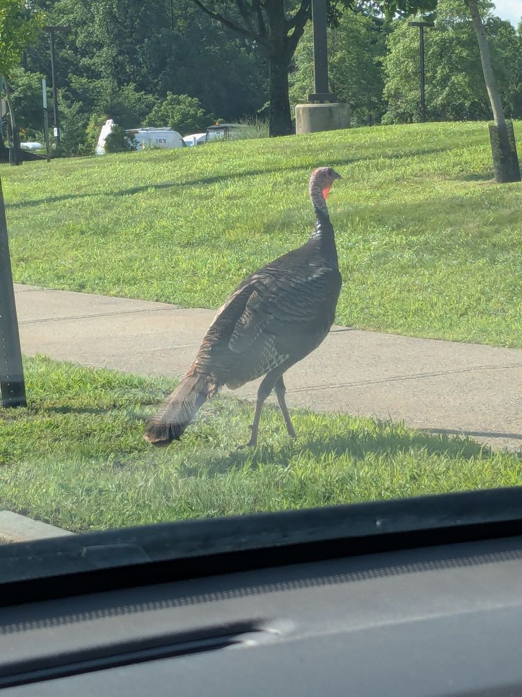 big turkey