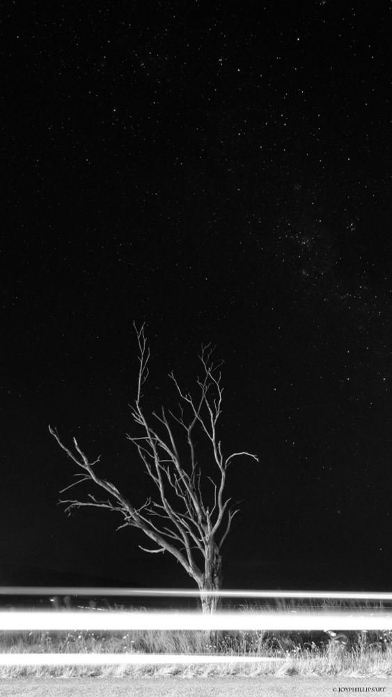 Time exposure of a dead tree at night time with car lights going past, in black and white