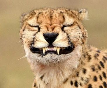 Picture 

Cheetah grimace with eyes closed.