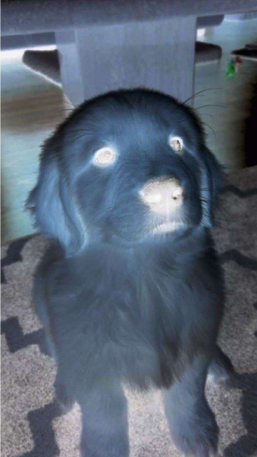 A photo of a golden retriever puppy but with the colors inverted. They're sitting upward on a patterned carpet. A couch is seen in the background along with a smaller carpet and a green and red toy.