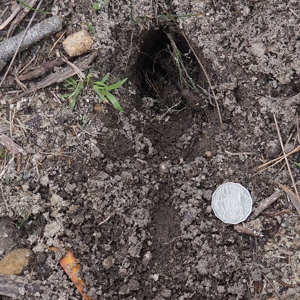 The dig hole of an echidna, seeking food (ants). The identifier is the drag mark of the snout going down the picture, near the coin, which is 32 mm across. Echidnas are egg-laying mammals, and we have a stable population on North Head, about 10 km from the heart of a city of 10 million inhabitants. Echidna holes trap leaves, seeds and water, helping to maintain Country.
