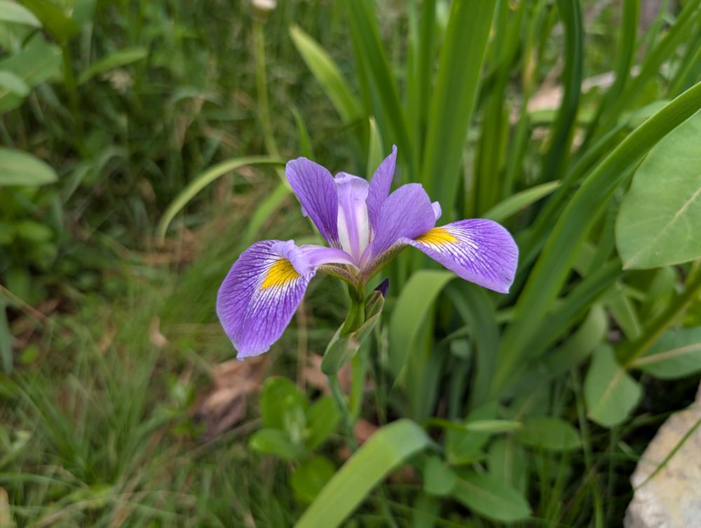 Purple swamp iris