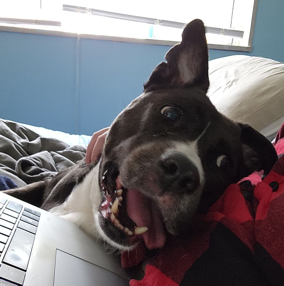 ID: black and white pitbull dog with her tongue hanging out and an ear up. Laying on a laptop and person in a red/black plaid shirt