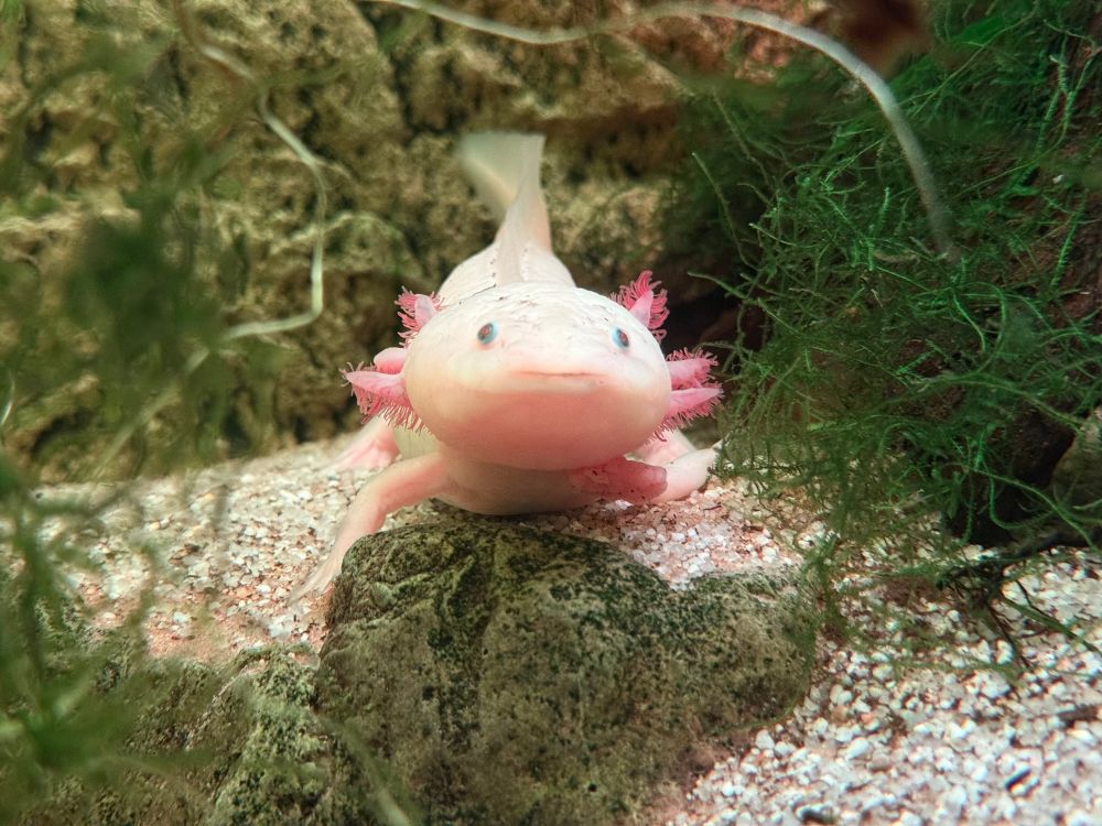 Spotted an Axolotl 