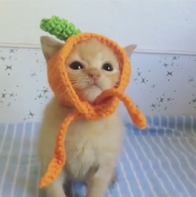 A kitten wearing a crocheted orange hood with a green leaf on top