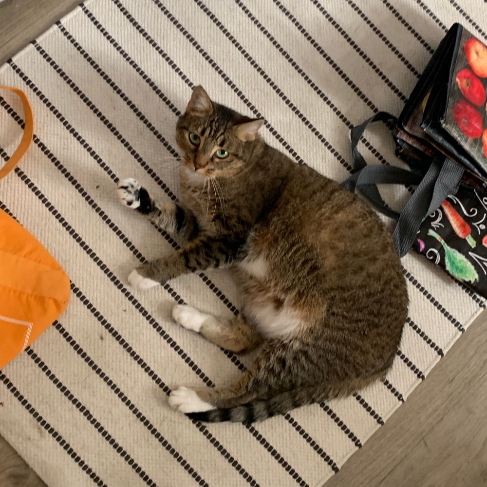 A photo of a brown tabby cat laying on its side, looking up at the camera, on a white and black striped rug next to a pile of reusable shopping bags. 