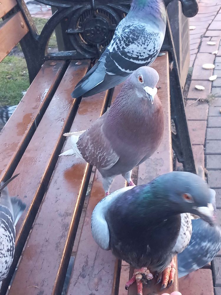 three pigeons including a very young one, still with a few ungrown feathers sit on a bench 
