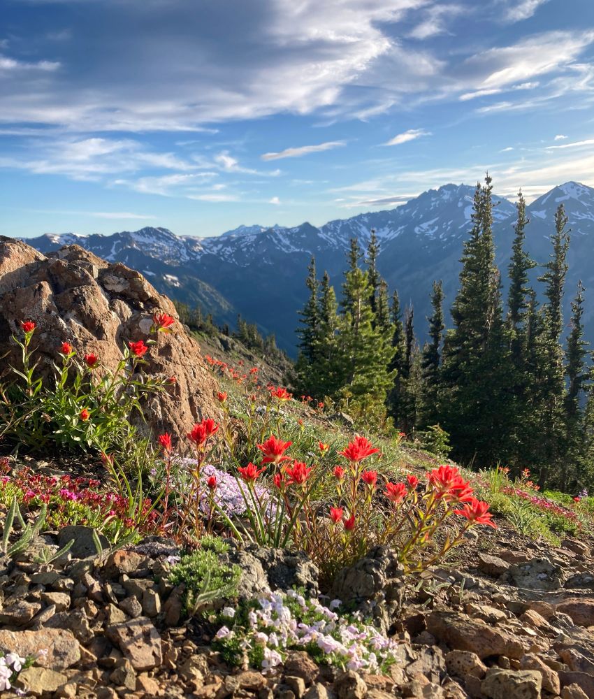 A dry rocky fellfield, featuring bright red paintbrush flowers surrounded by white and lavenders phlox and a pink flower I should remember the name of but don’t. A weathered boulder stands in the left mid ground, and narrow fir trees stand in a clump to the right behind the flowers. In the back ground, the Olympic Mountains are still covered in snow and clouds stretch across a pale blue sky. The light is evening gold.