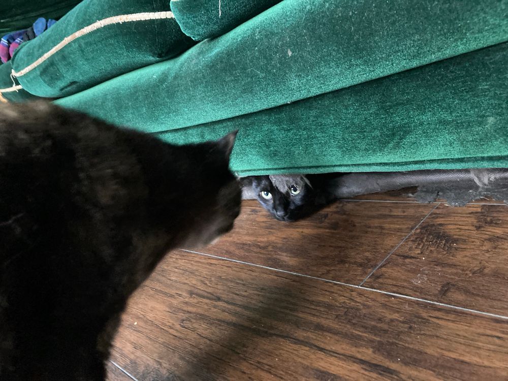 A black cat with big yellow eyes peers anxiously from under a dark green couch. His sister stands in front of him stretching her neck so they can boop noses. Or to judge him better, hard to say really.