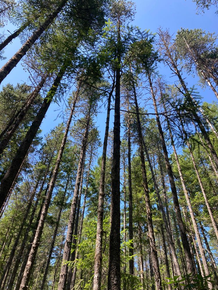 Tall thin beach pine (or lodgepole, if you, like me are a child of the Rocky Mountains) stretch up up up to a beautiful blue sky. You can tell they are old for lodgepole because of the standing snags and because some of the trees have thinning tops. Doug fir saplings are coming up in the understory (not pictured, the lush bracken fern, salal and a few rhododendrons in the ground cover.