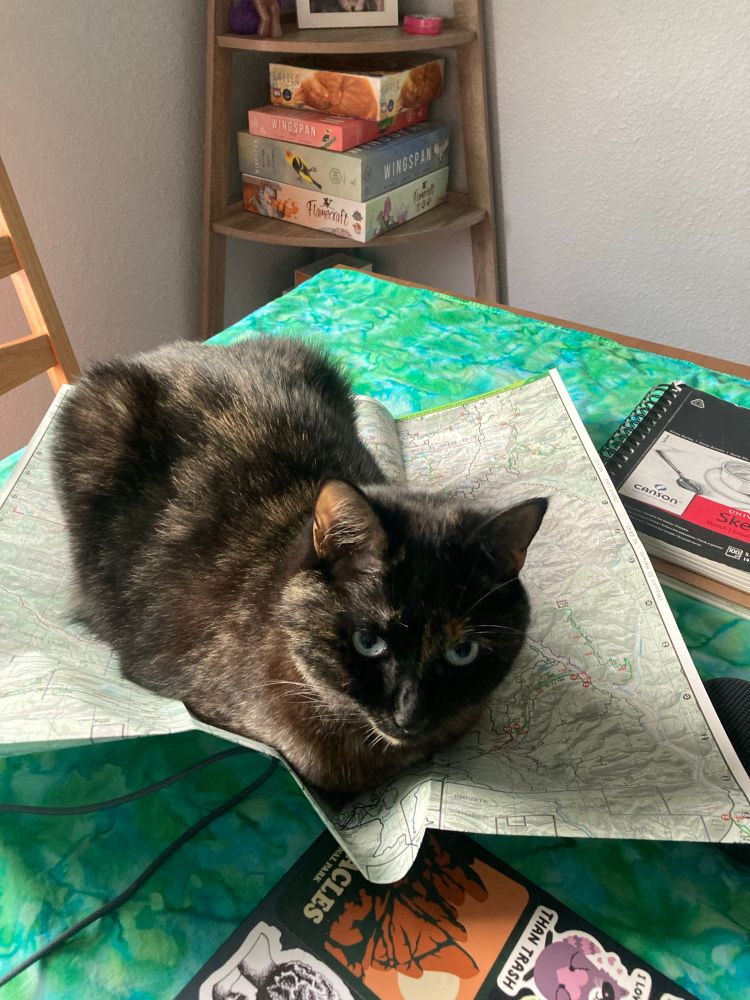 A small tortoiseshell kitty with blue eyes loafs on an open map on top of a table. Her expression asks what I’m gonna so about it. Is being in a map a crime now?