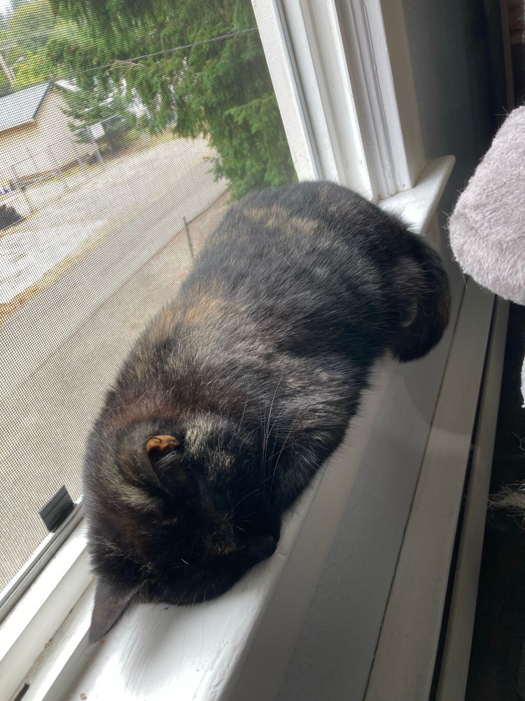 A small tortoiseshell cat is fast asleep in an open window, all of her paws tucked up and her tail curled.