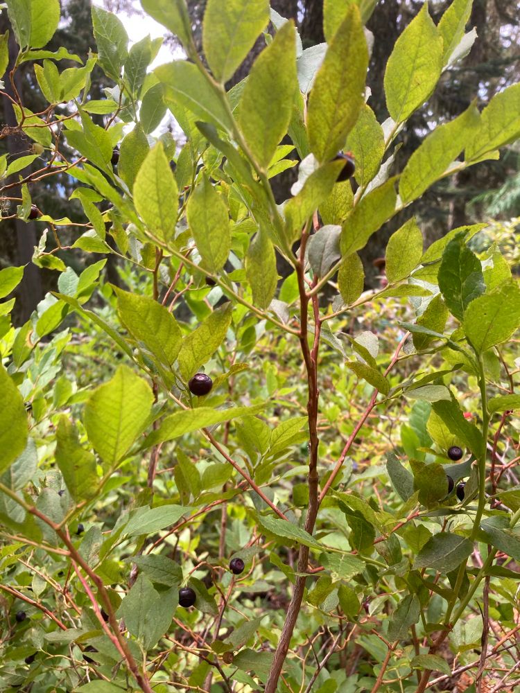 the view from inside a patch of Vaccinium membranaceum (big huckleberry); green leaves, red stems, delicious big shiny black huckleberries that I am about to put in my face.

no bears (except me)-a busy trail, and a friend and her very adorable dog are just on the other side of these bushes.