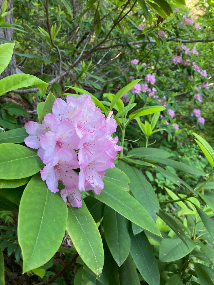 A pink globe of Rhododendron macrophyllum flowers perched on their distinctive ovate green leaves. In the background, yet more pink flowers and brilliant green leaves. No domestic azaleas, these friends are blooming in their wild native forest, and they are fucking glorious.