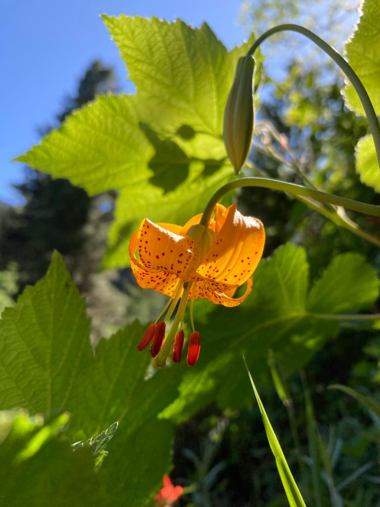 A backlit orange lily with spotted petals. The petals all curl back towards the stem, capturing sun and shadows. The large red-brown anthers glow with the sunlight. So do the green Rubus leaves behind the flower.