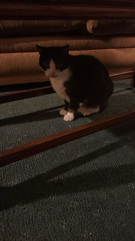Scared tuxedo cat under the coffee table.  