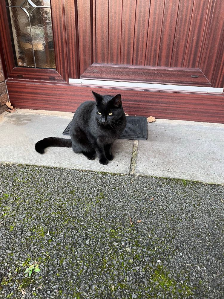 Jasper is lurking on the doorstep outside chez Marv.