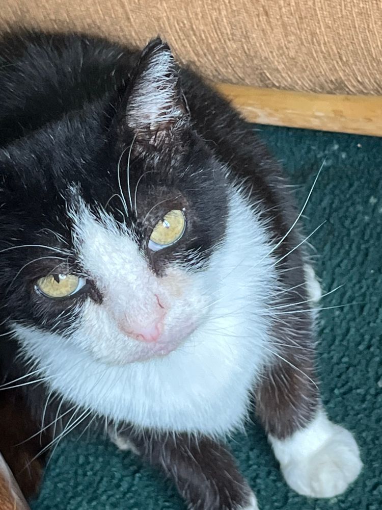Marvin under the table.