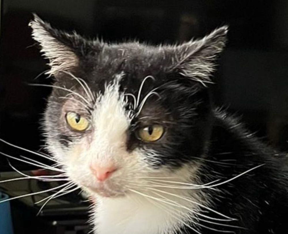 Tuxedo cat Marvin and his splendid whiskers!