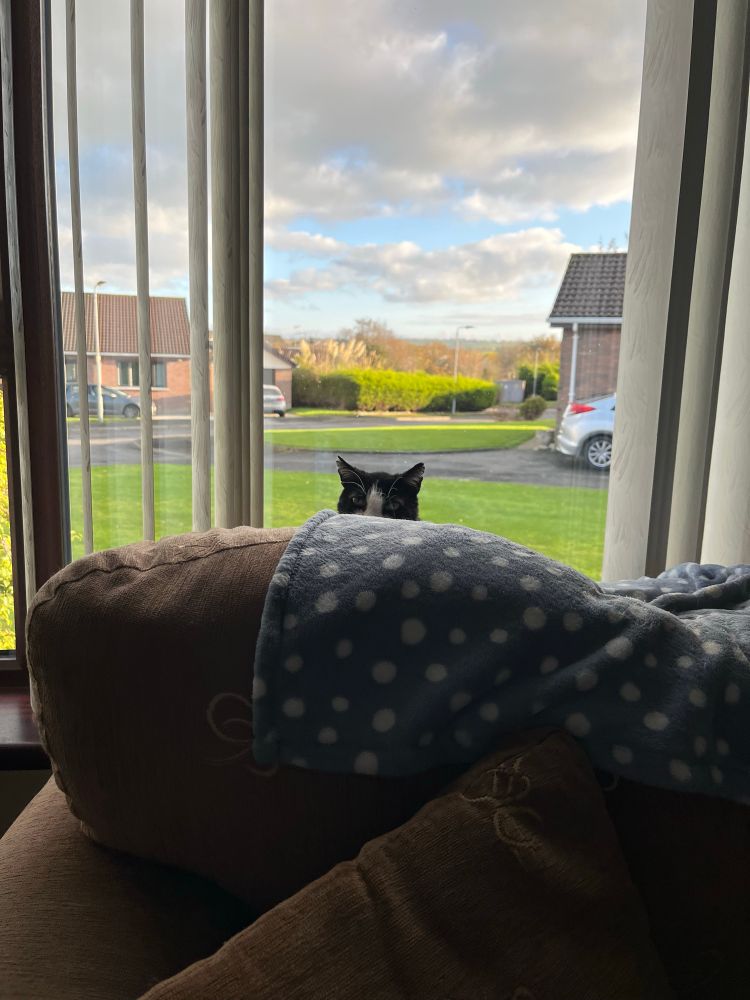 Marv peeps out from behind his chair! 