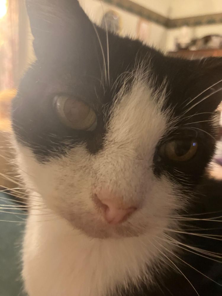 The look of love. Marvin gazes adoringly at a human. It’s not me. 