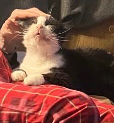 Marv in his favourite position. He loves his human. 