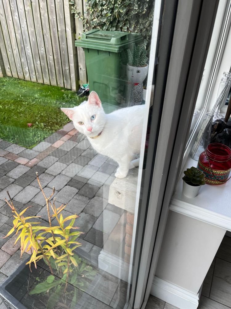 Beautiful white cat - Messy - with a red collar and a pink nose. He is perched on the windowsill and keen to come into the house for a bit of fun! 