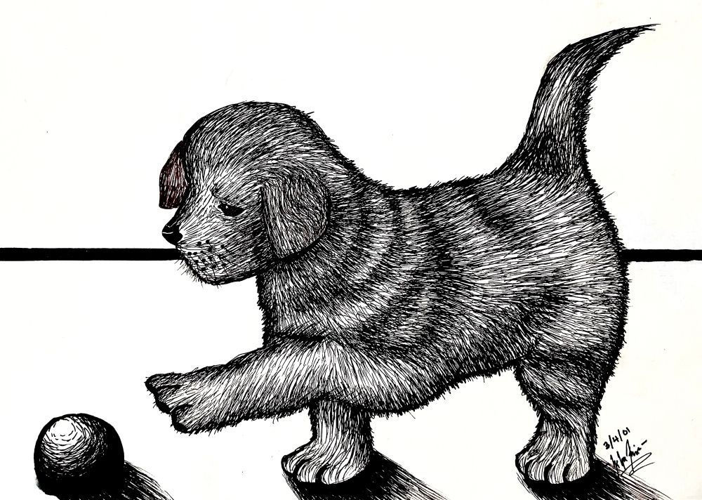 An ink drawing of a golden retriever puppy reaching for a ball. 