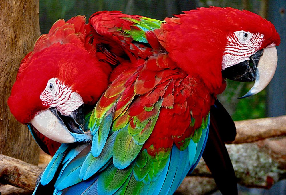 Two scarlet macaws sitting side-by-side on a branch, one preening the other.