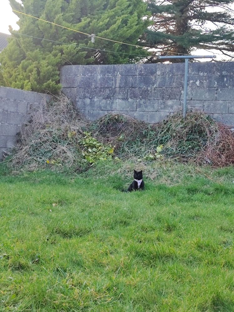Black cat in back corner of garden wearing pink harness sitting and enjoying outdoor time .