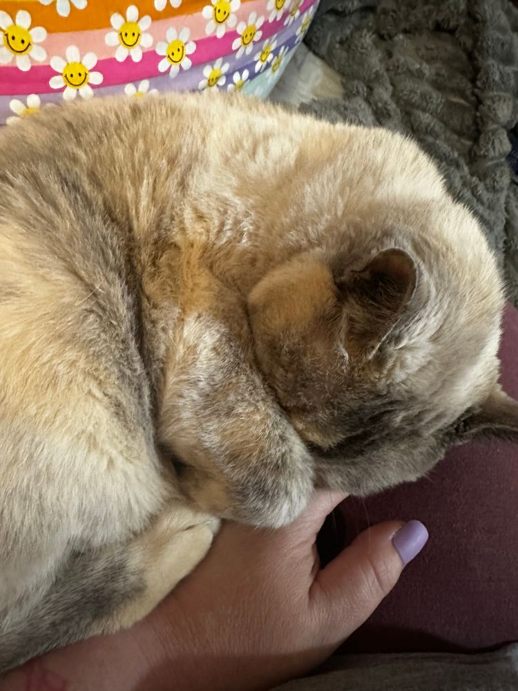 Diluted torti sleeping 