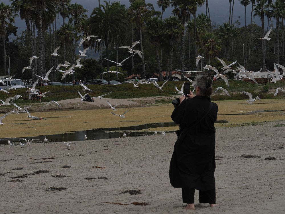 A gray haired woman dressed in all black stands infront of a massive flock of terns in flight