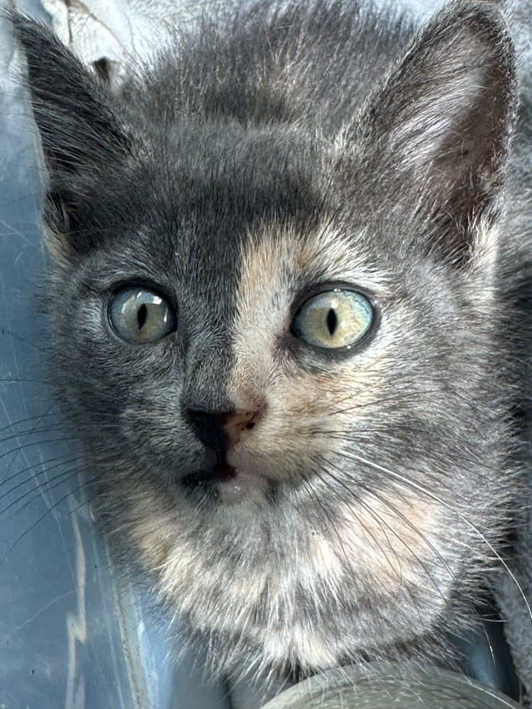 Sweet kitten looks up at the camera 