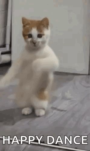 a cat is standing on its hind legs in a room and dancing .