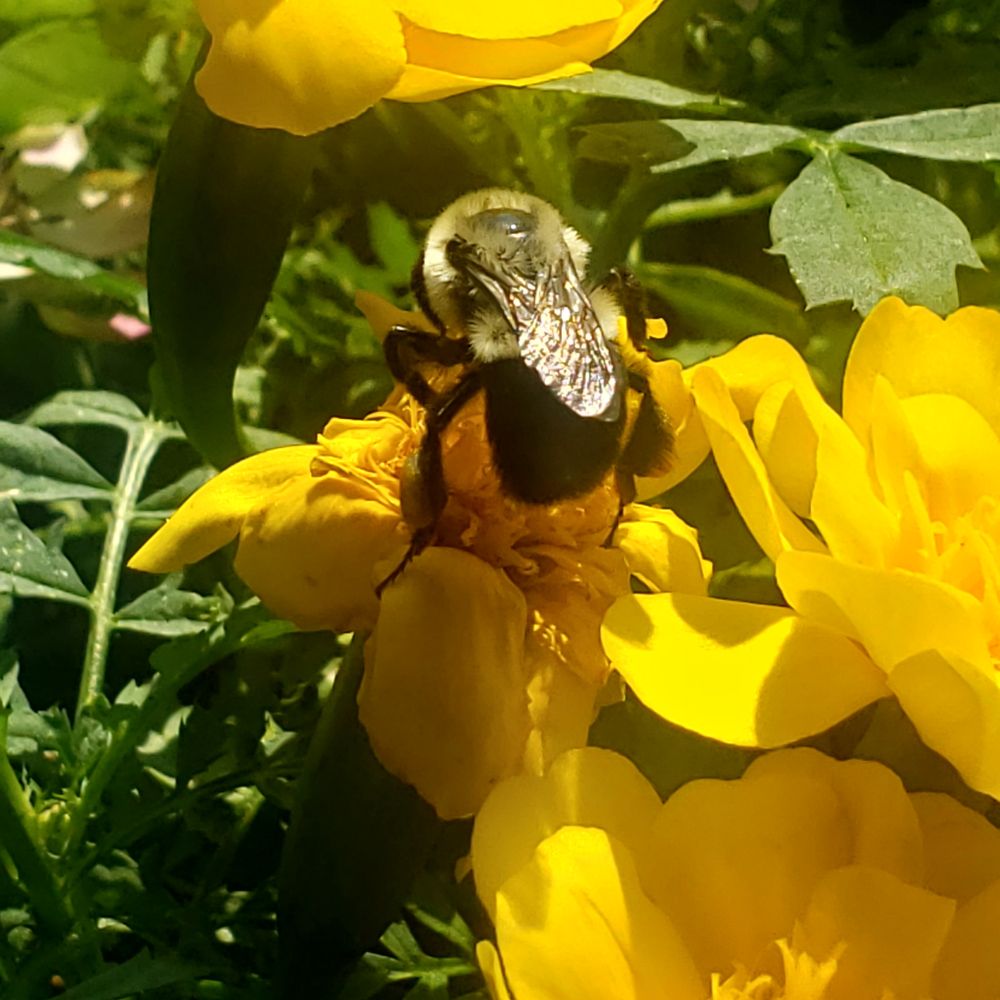 A bee on a marigold,  close up