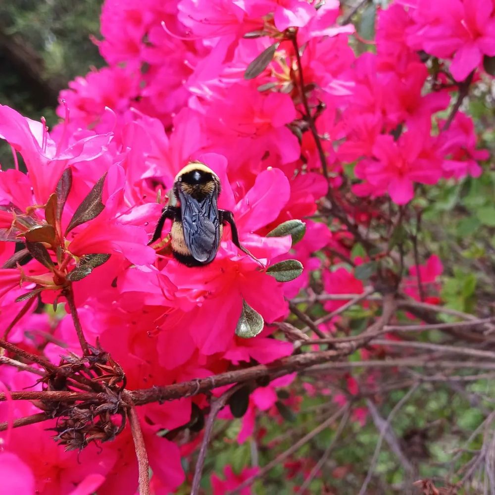 A bug fuzzy bumblebee on a cluster of hot pink flowers