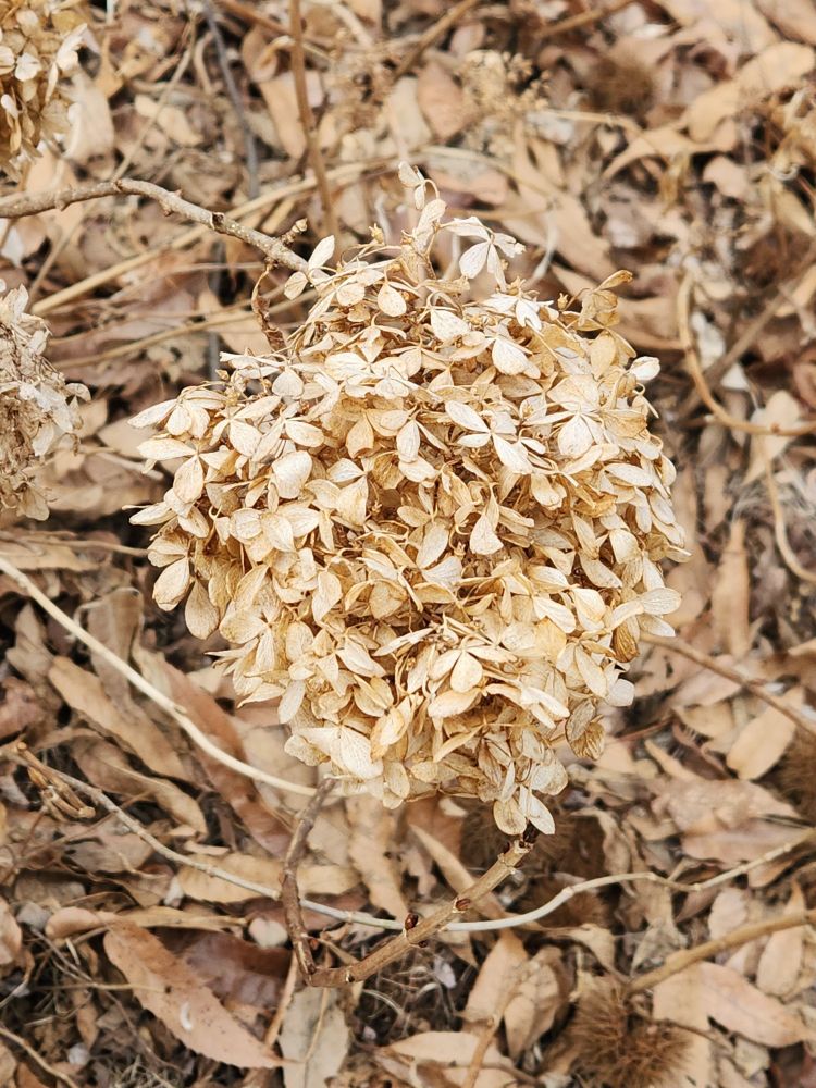 2월 초, 수목원에서 바싹 마른 나무 수국을 찍은 사진. 수국의 뒤로 보이는 배경에도 낙엽과 밤송이 등이 보입니다. 수국꽃잎들은 원래 피어있던 모양 그대로 말라 기이하게 아름답습니다. 밝은 지푸라기 색을 띈 꽃잎들이 한곳에 뭉쳐있는 모습이 나방이나 나비떼가 한데 모여있는 듯 보이기도 합니다.