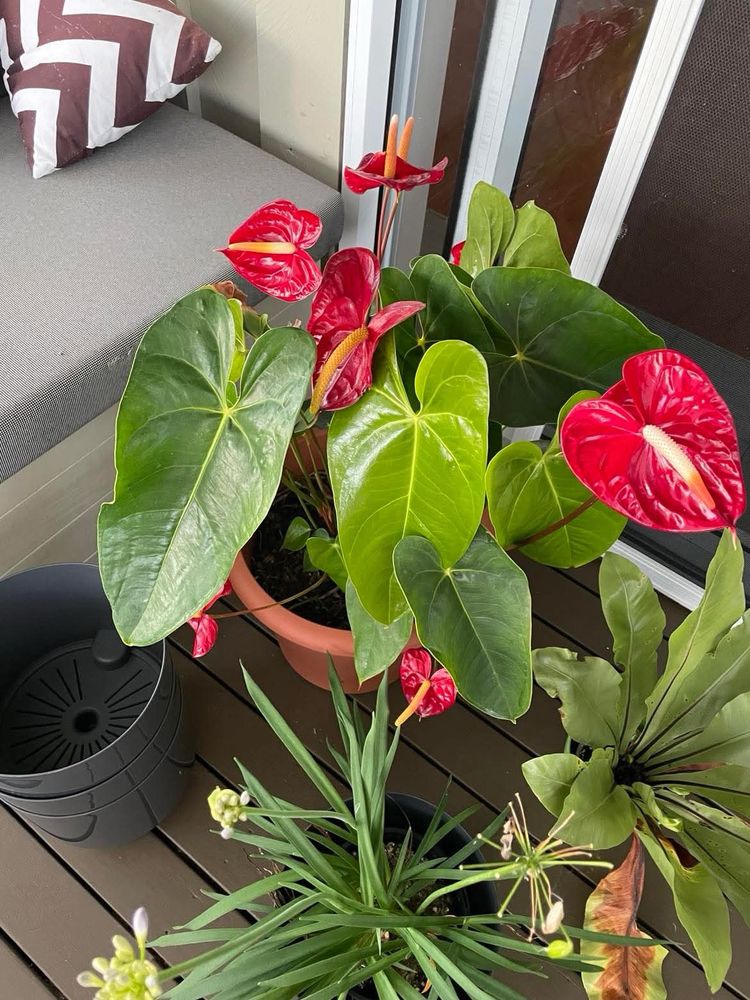 Large green leafed anthurium with several red waxy flowers. 